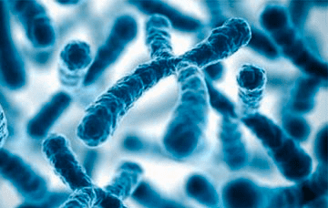 Citogenetica